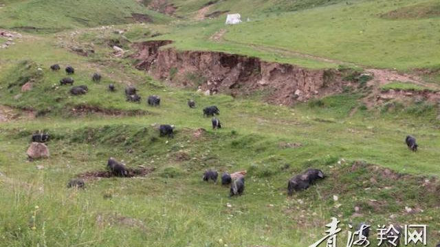 河湟客户端大美青海客户端电脑下载